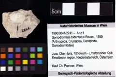 Foto (Objket + Etiketten) von Goniodromites bidentatus (Reuss, 1859) 